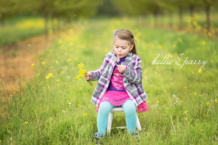 blowing dandelions