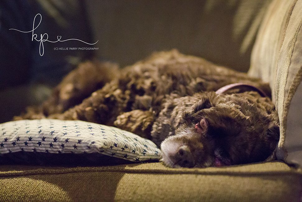 cocker spaniel asleep on couch