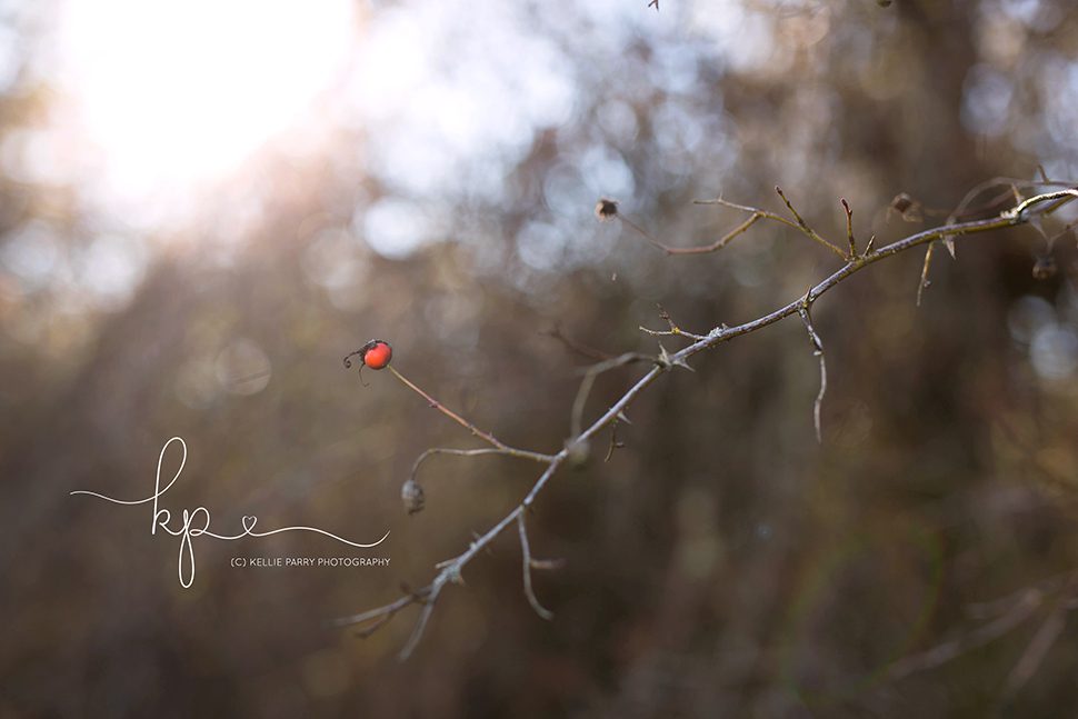winter branch with red berry