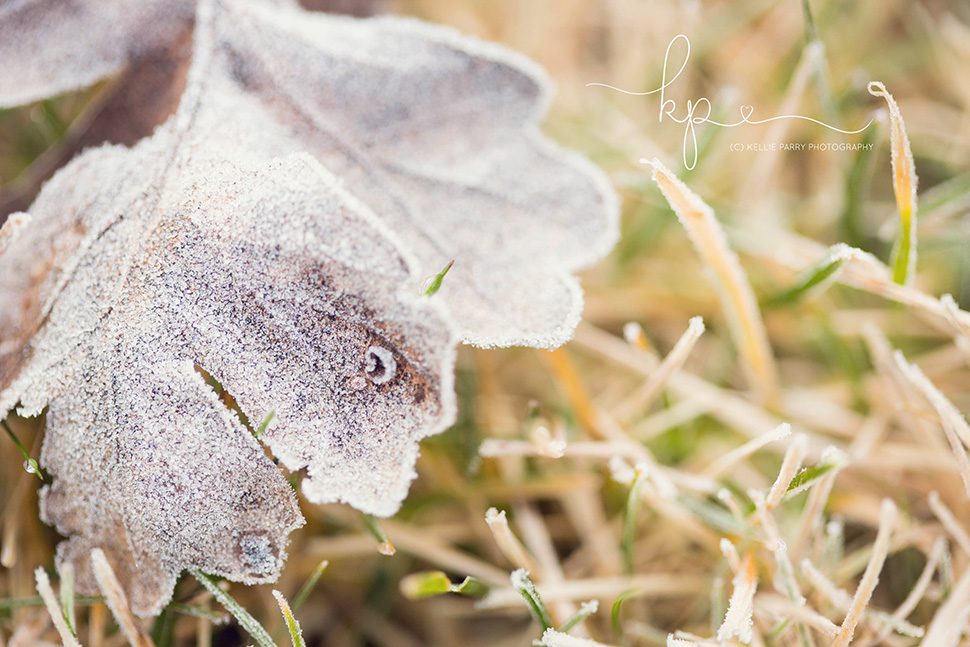 macro of frosted leaf and grass