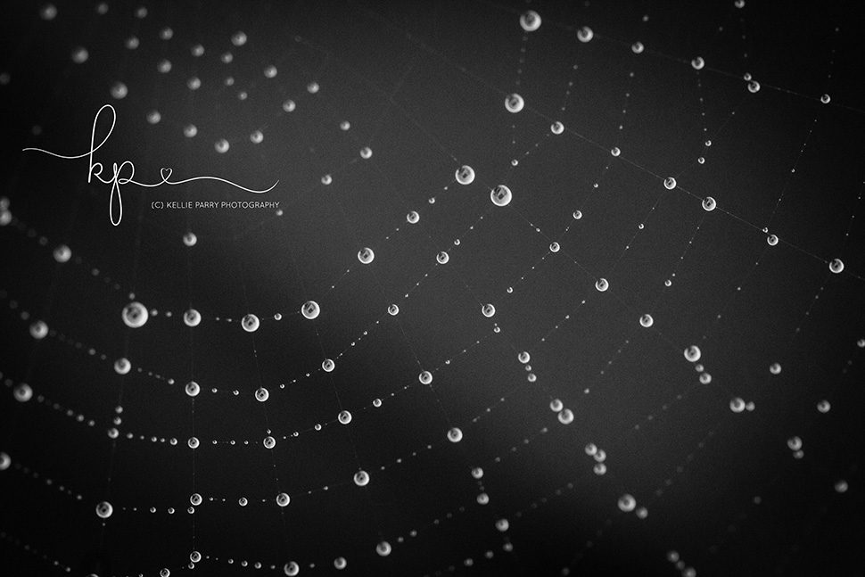 spider web with dew macro