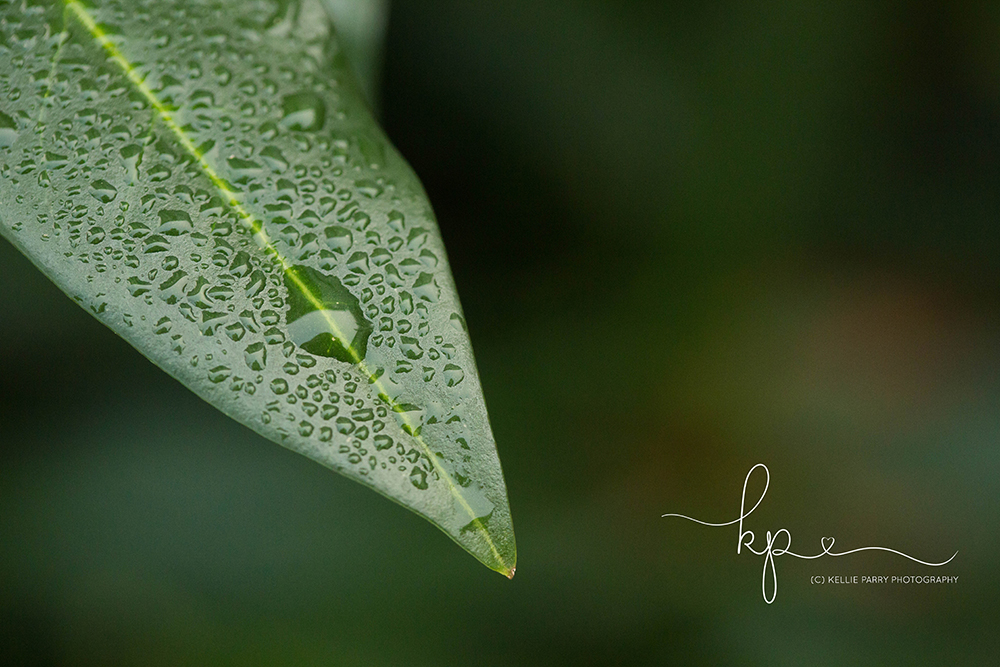 leaf with water droplets macro