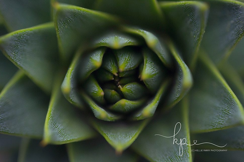 macro of green geometric plant center