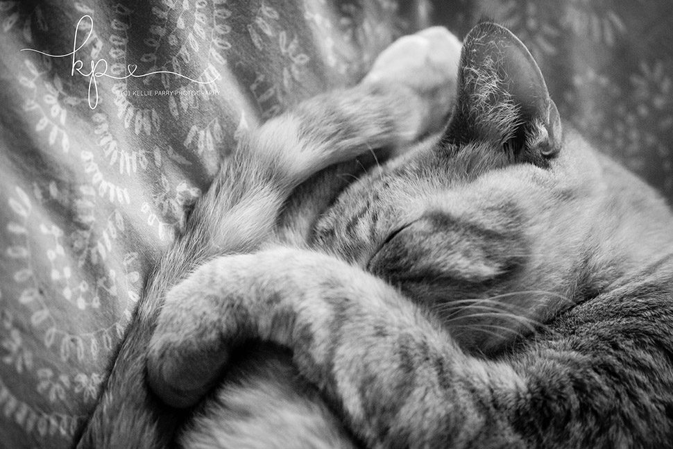 black and white cat curled up on bed