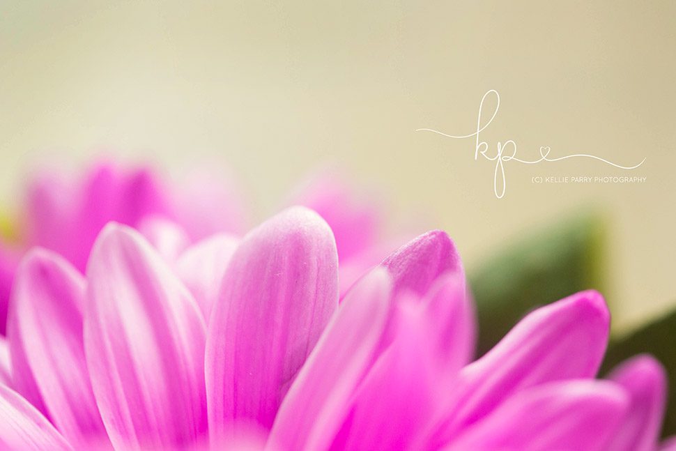 macro of pink flower petals