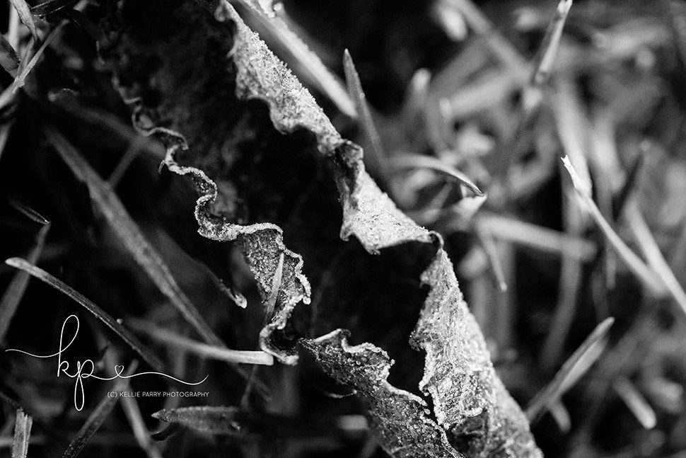 black and white macro of curled up frosty leaf