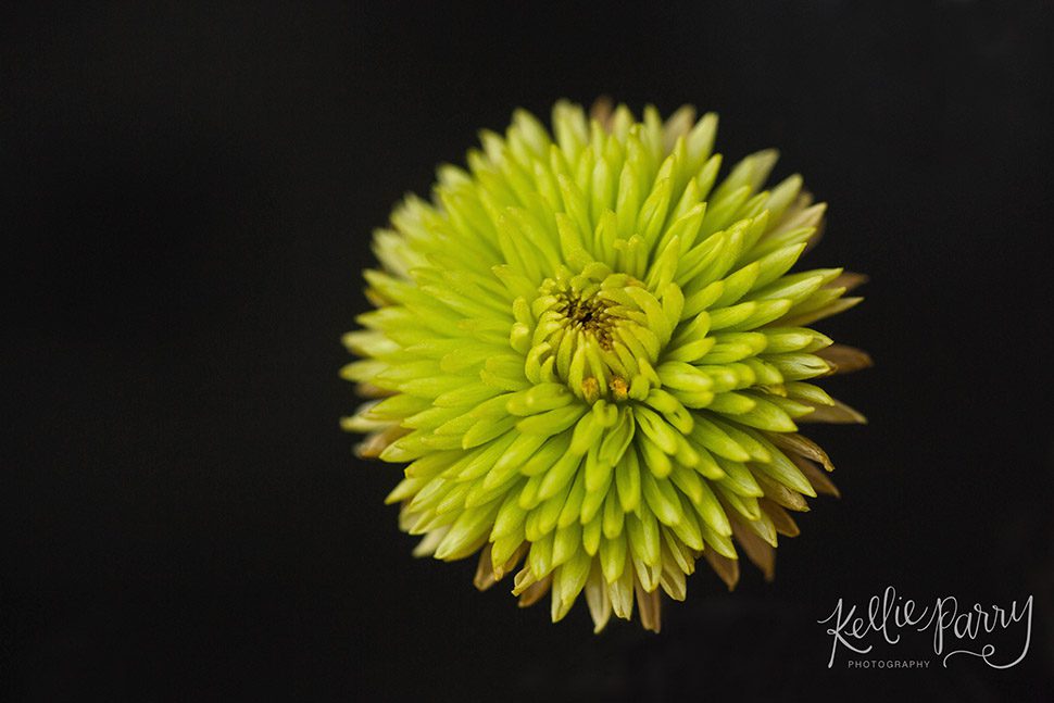 macro of green flower