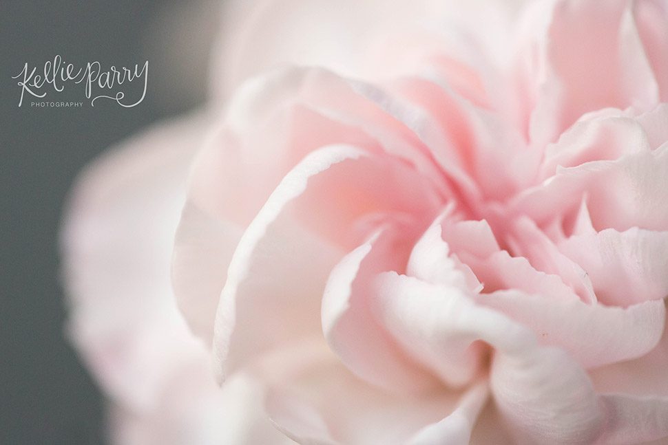 macro of pink flower