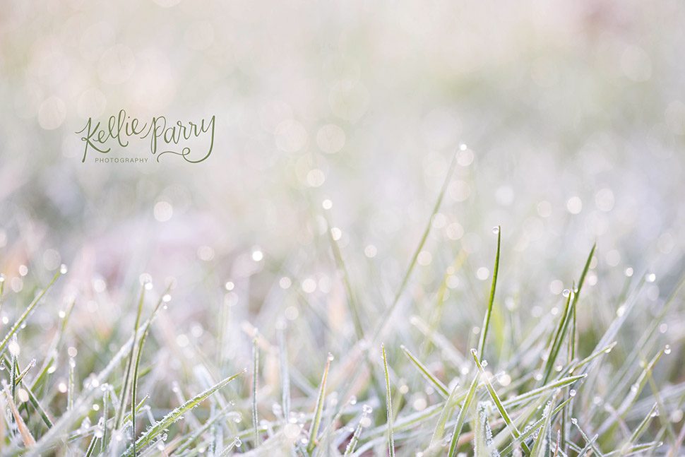frosty grass in the morning