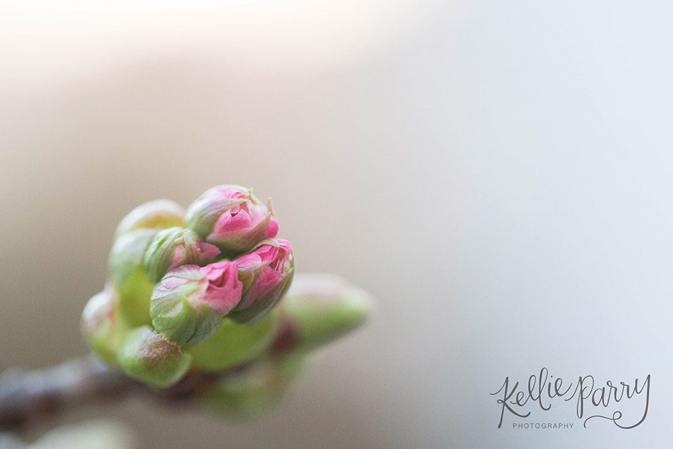 macro cherry blossom buds
