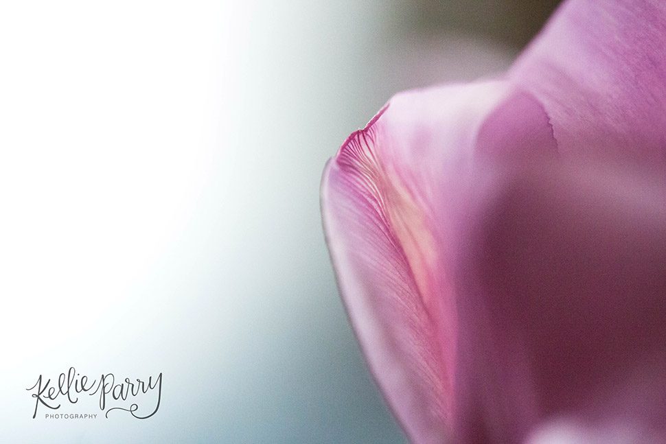 macro of purple tulip petal