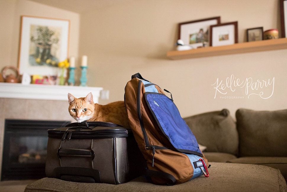 luggage with cat
