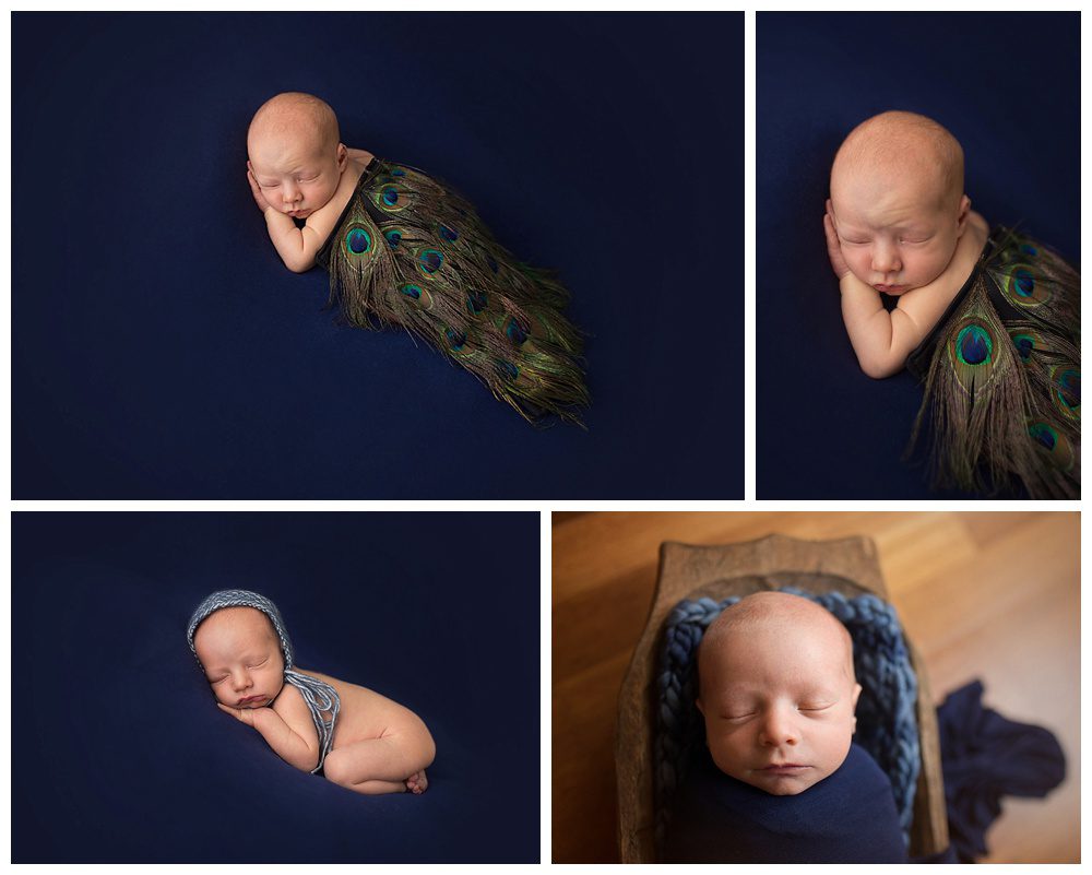 peacock baby