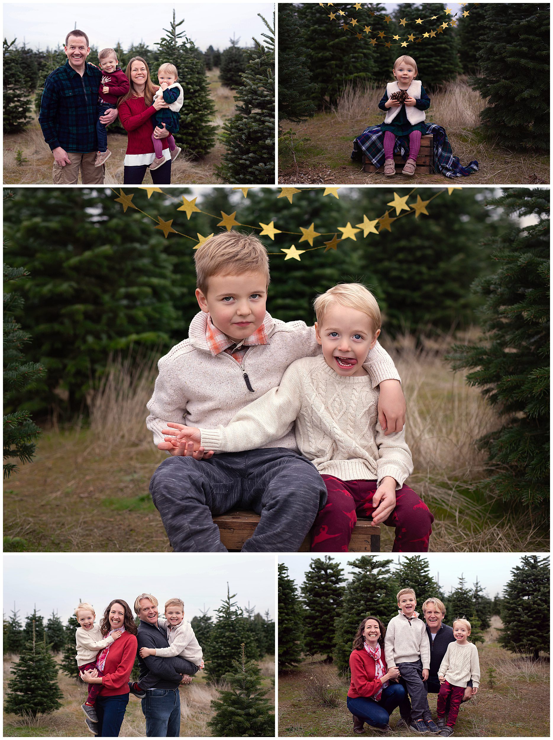 tree farm photos