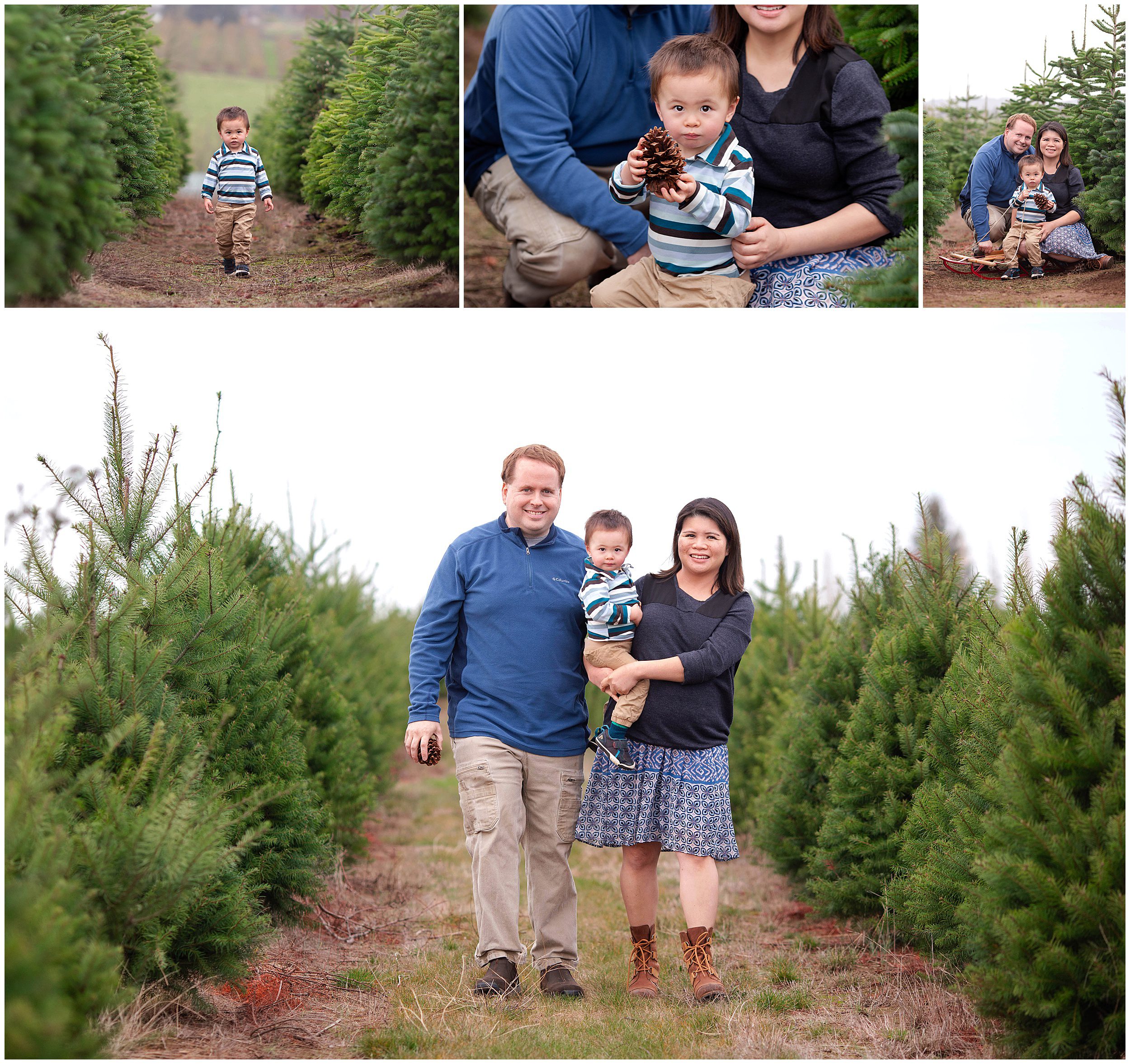 christmas tree farm mini session